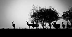 An image of some deer in the morning mist